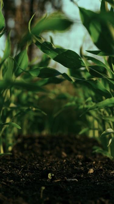 crops field as a background image