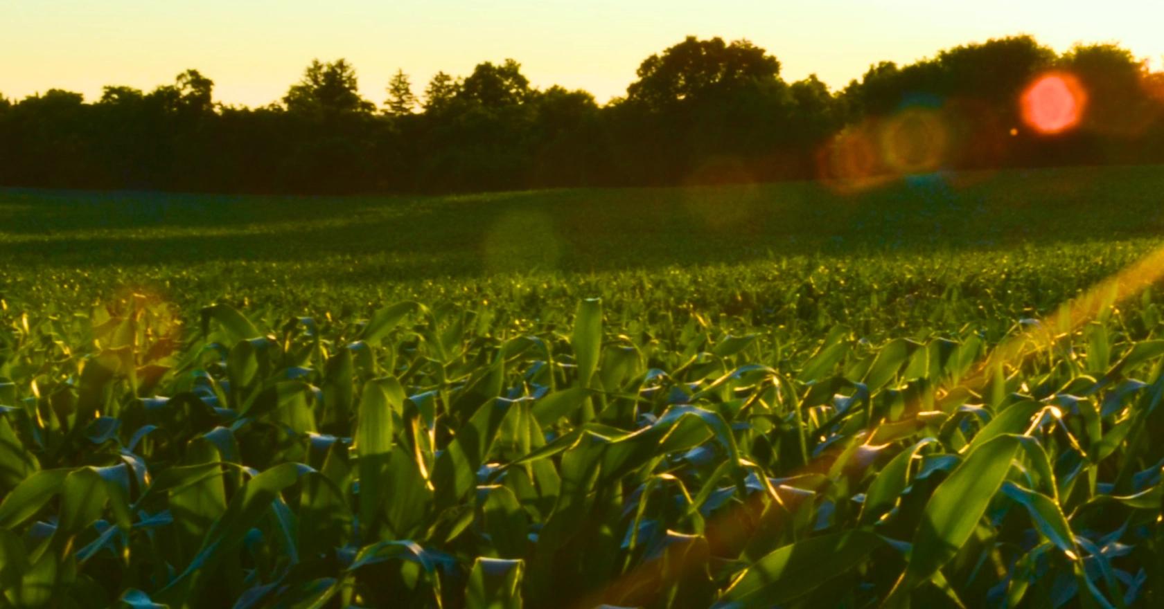 crops field as a background image